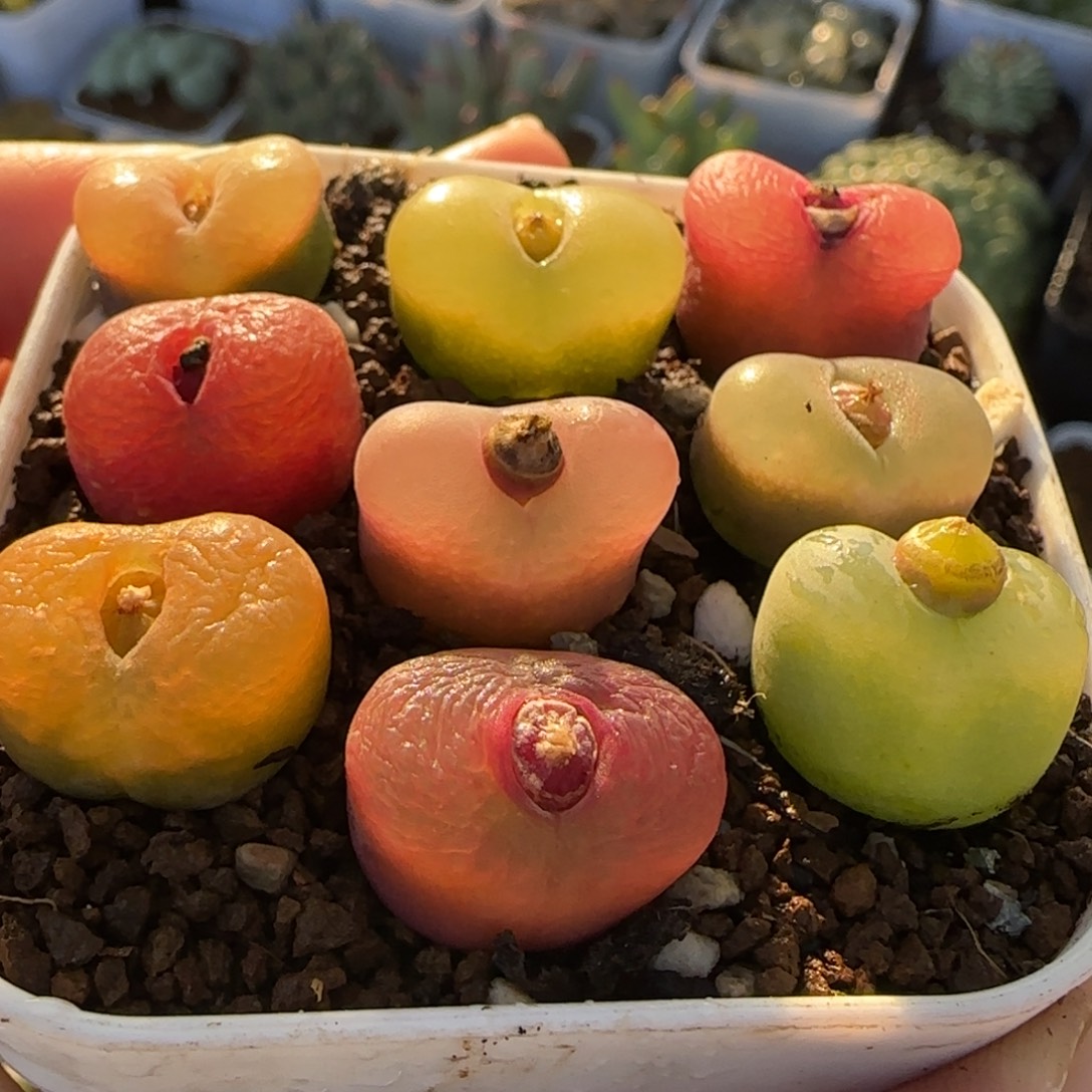 毛组合多肉植物百科