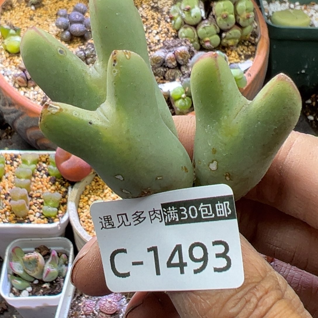 多肉植物111111111111