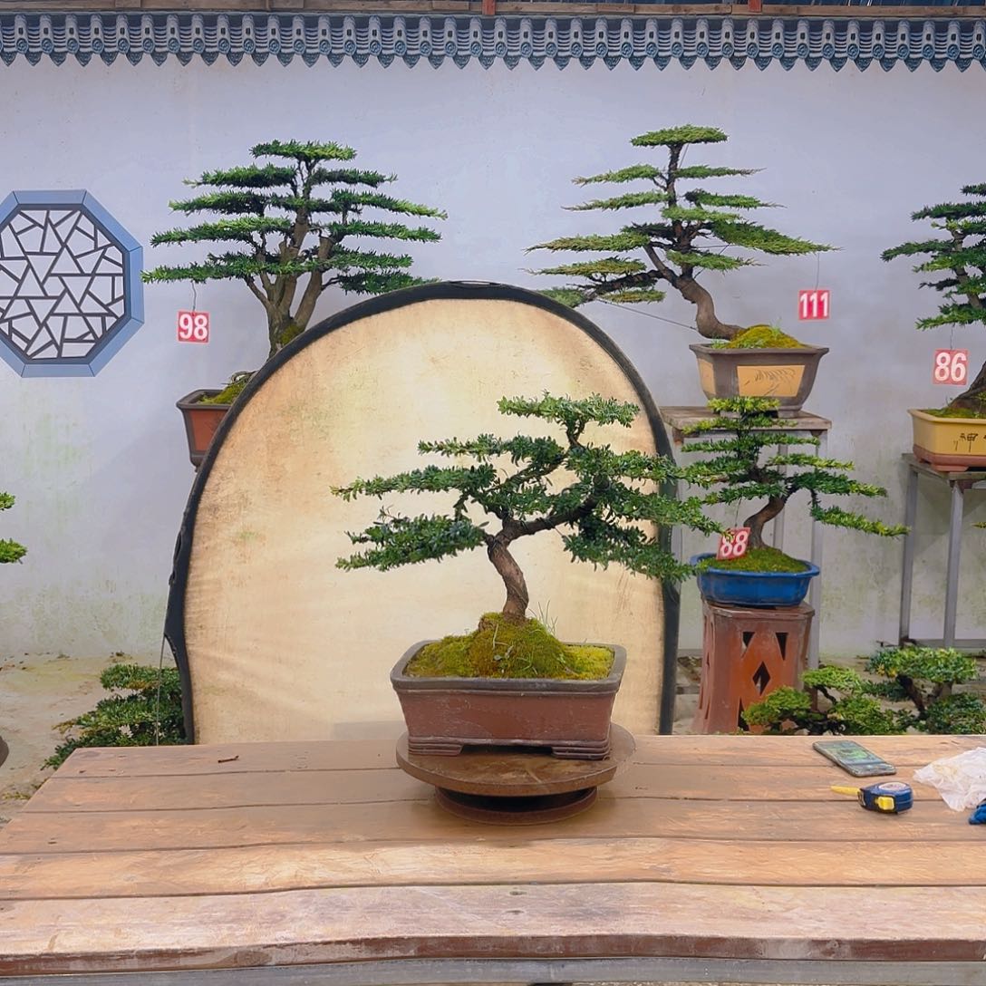 木红芽罗汉松带盆