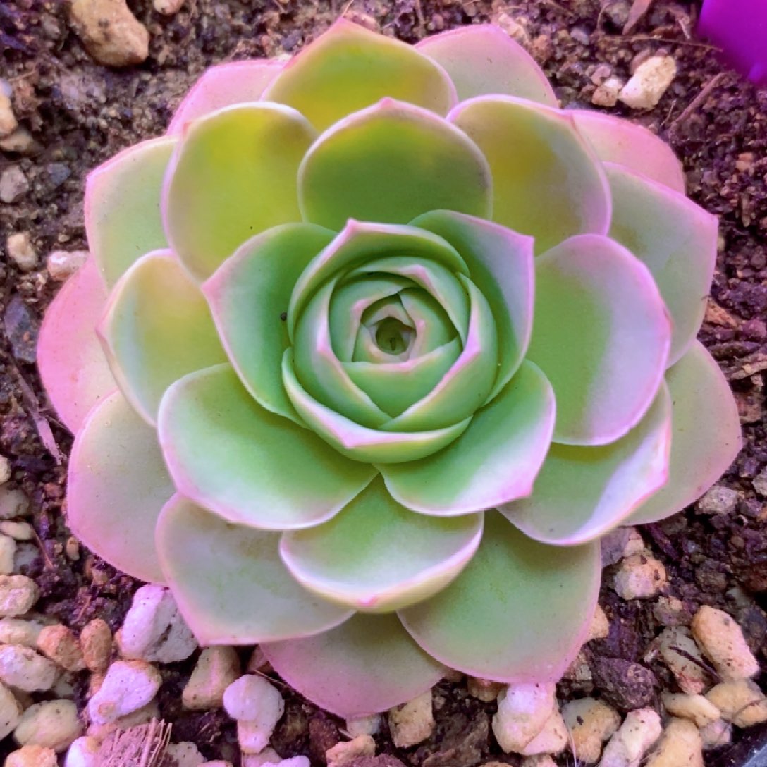 山地玫瑰一物一拍270黄帕后裔