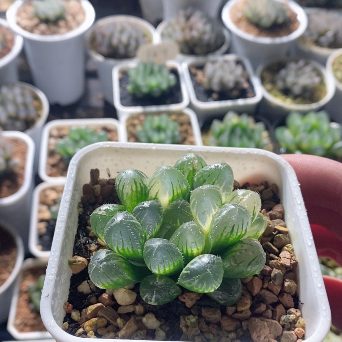 实生玉露锦白锦多肉植物