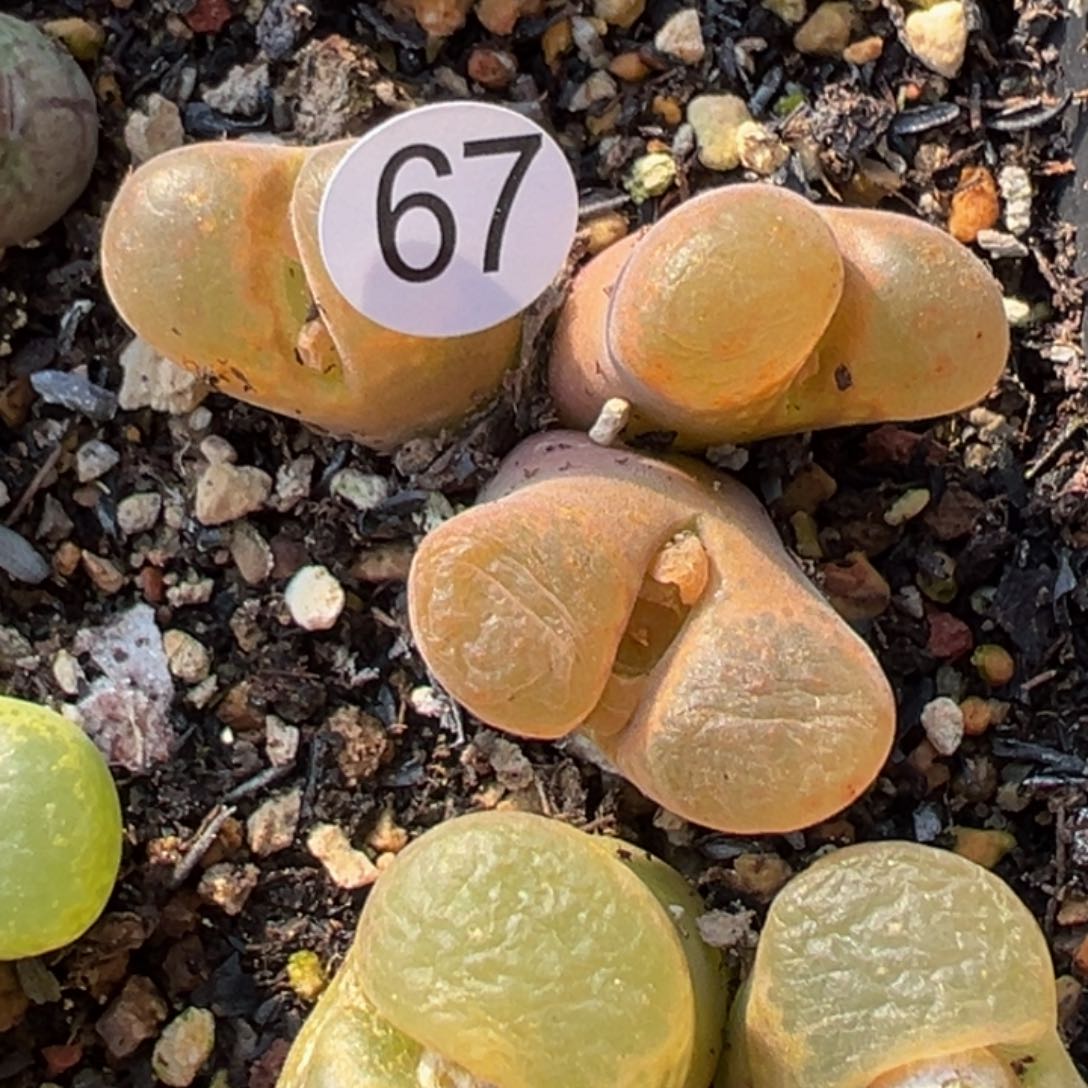 多肉植物111111111111111