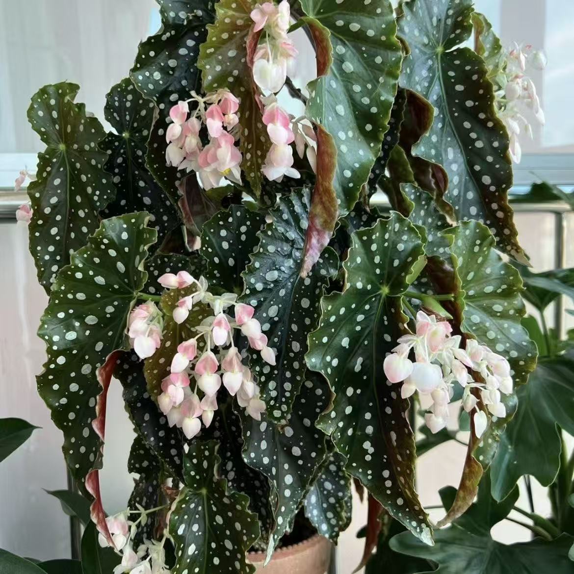随机赠送一颗秋海棠