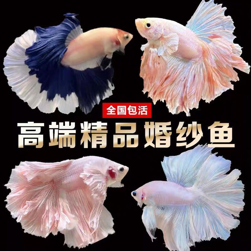 泰国斗鱼半月仙女粉白懒人观赏鱼小型宠物热带鱼公主活桌面鱼缸