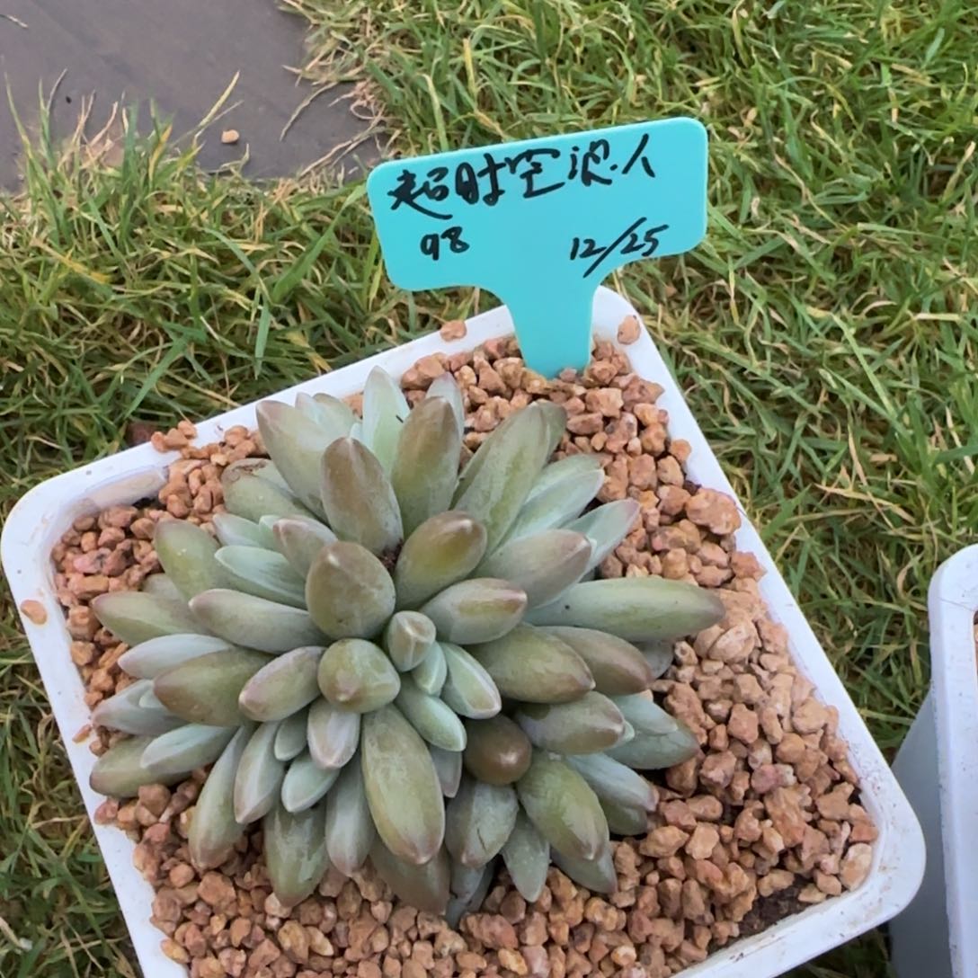 超时空浪人尴尬的植物