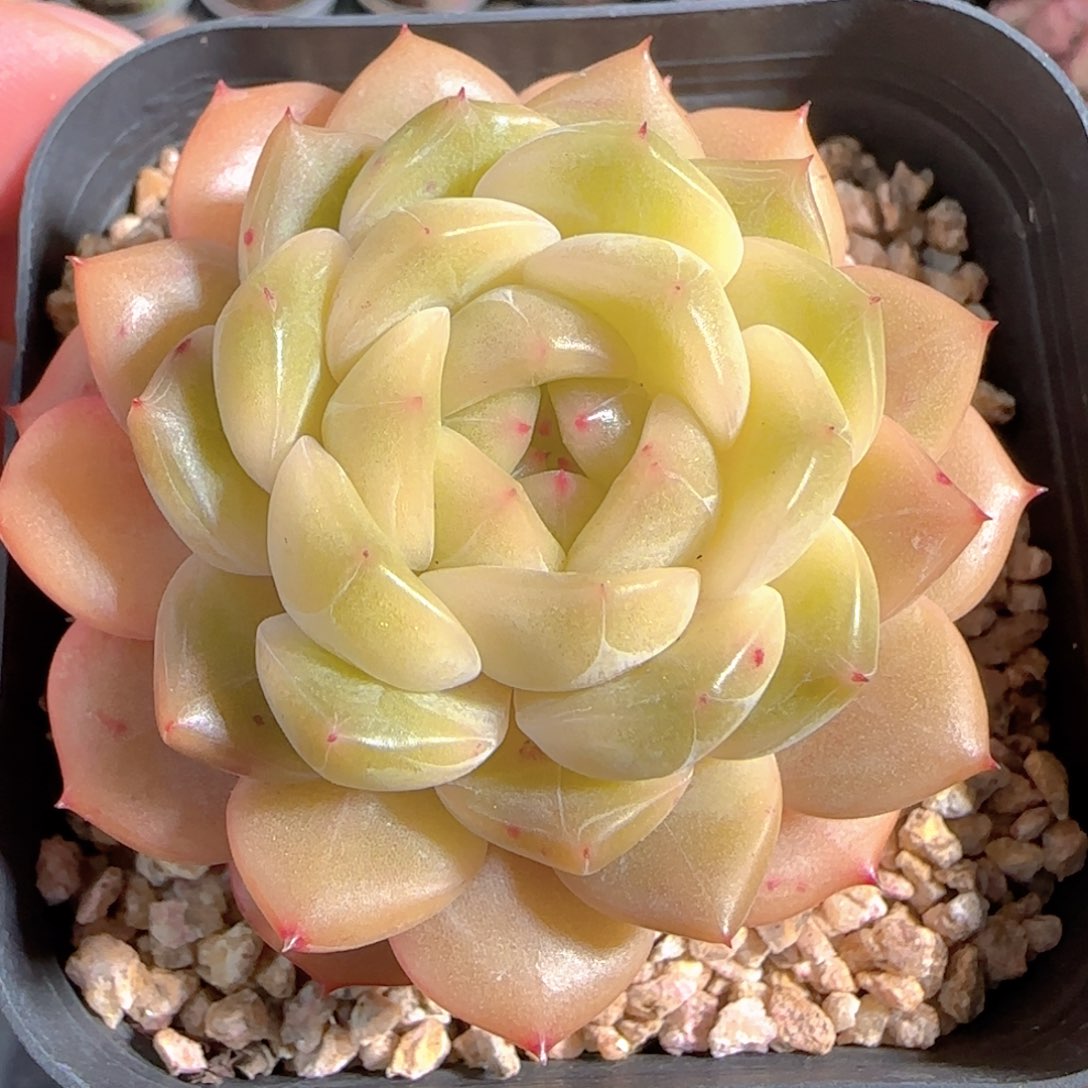 多肉1228-115珍妮珍妮