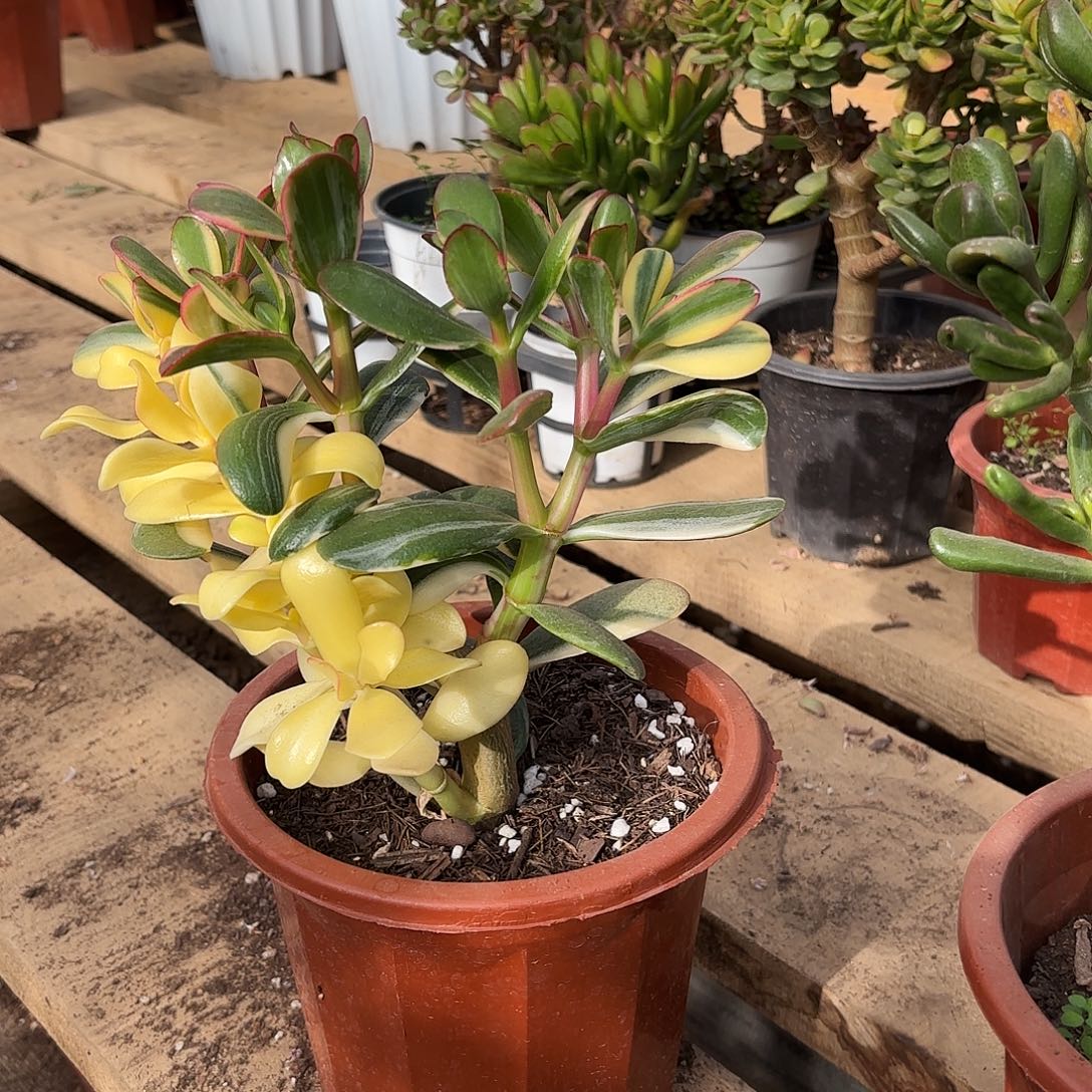 陪***•9913百锦花月带土球发货