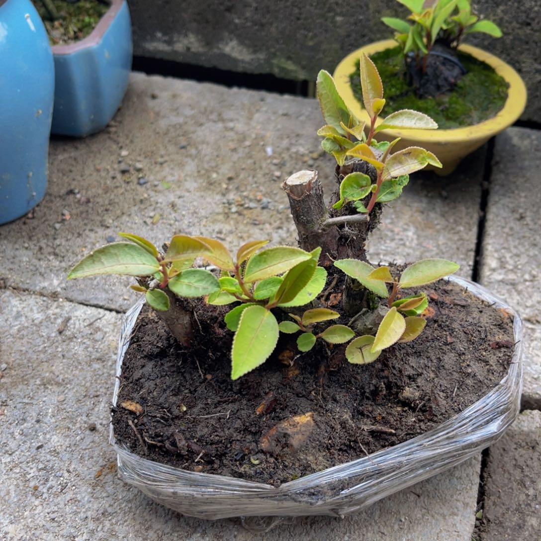 当前无花朵，栽培后可花朵