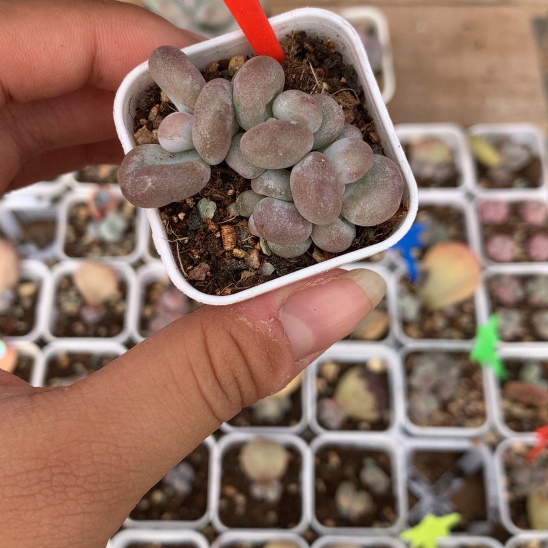 油煎奶酪多肉植物