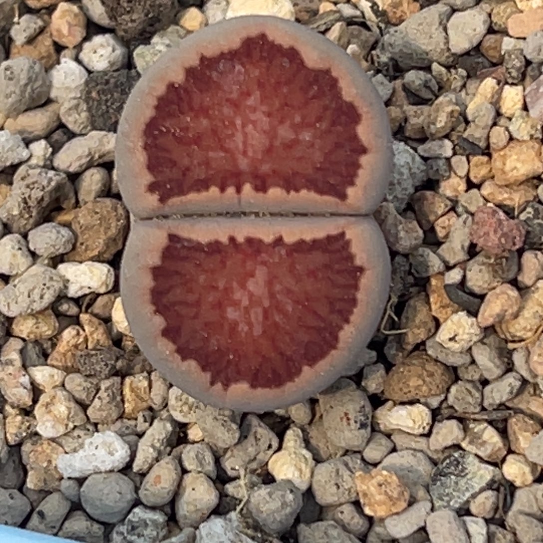 9732岛田红窗菊1尺寸2.5