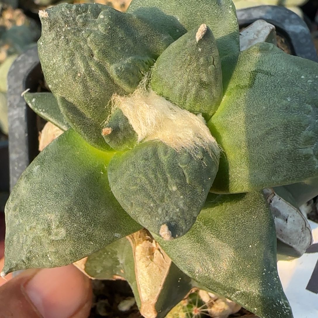 无花朵苗接纯种怒涛103