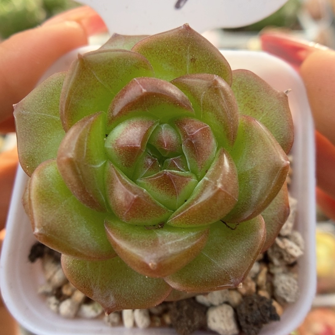 绿葡萄可拍770号。  