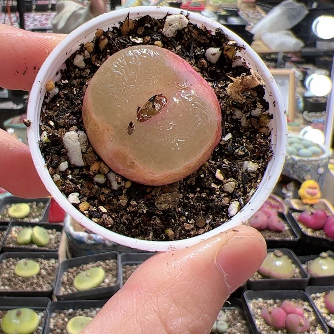 【闪购商品】178 带盆多肉