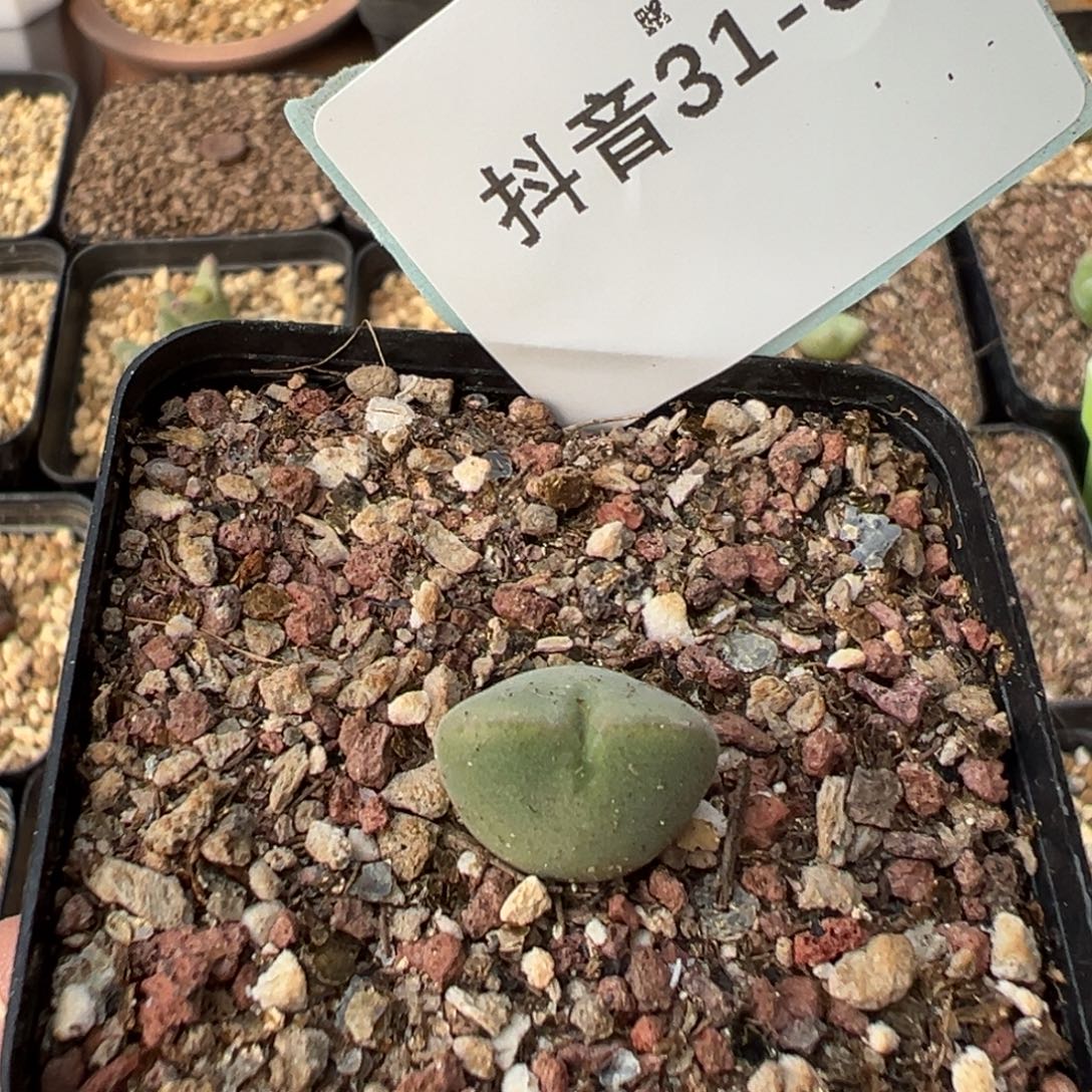 佛***怀31-39肉锥多肉植物，