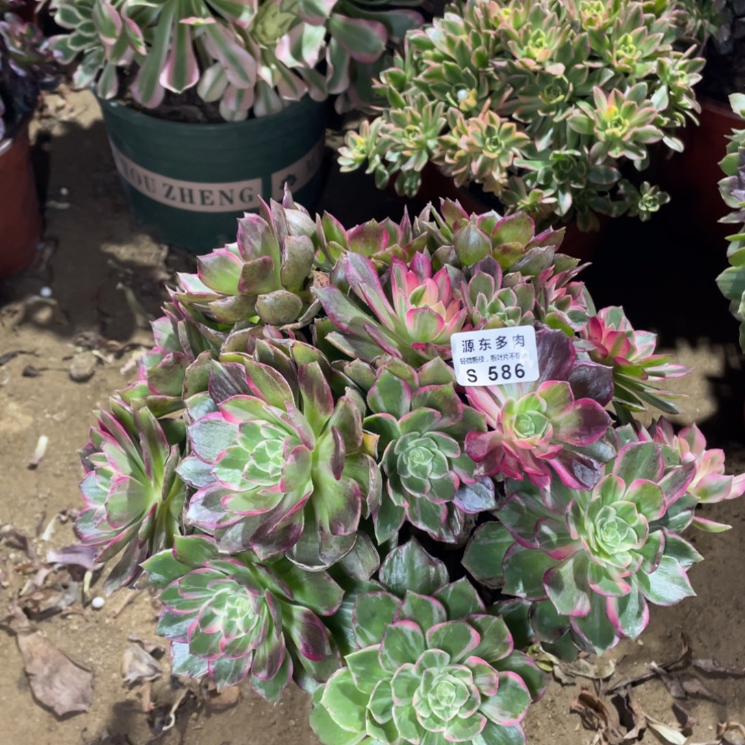 586万花筒多肉法师断枝不包