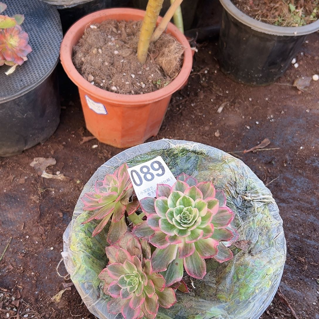 多肉植物多肉植物089
