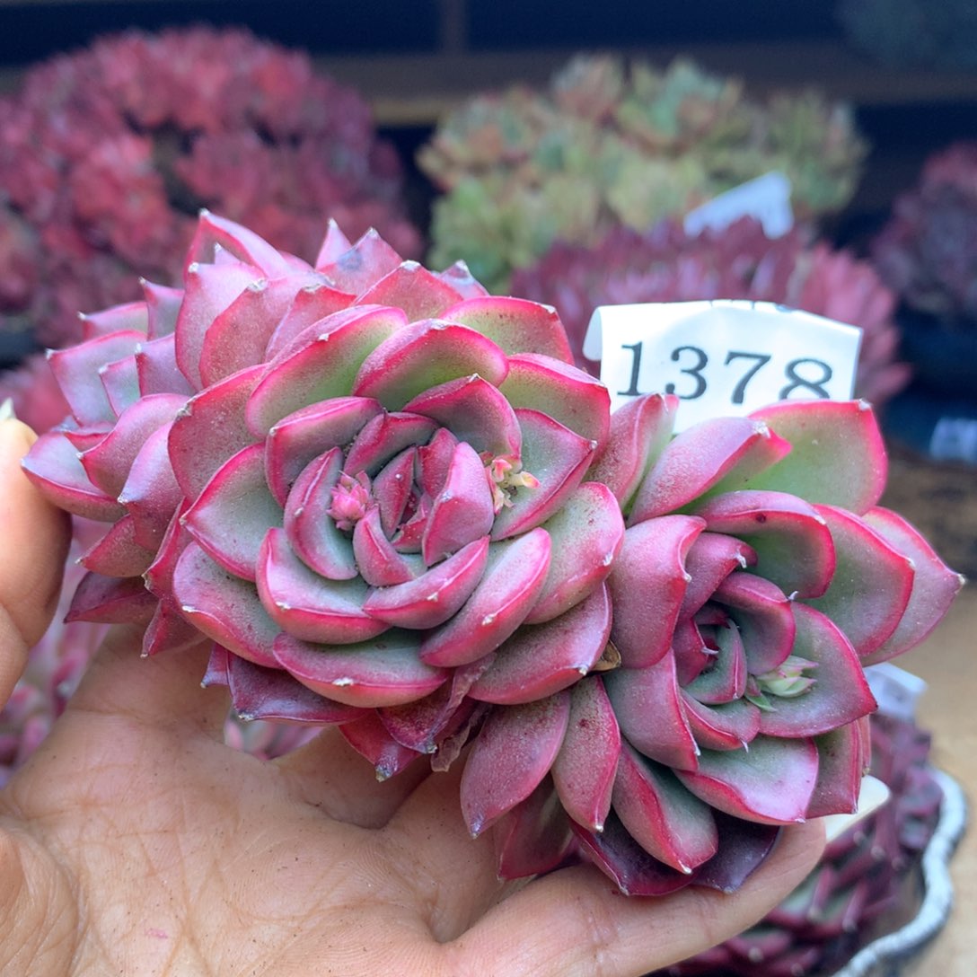 楚*遥1378杂交多肉植物基地