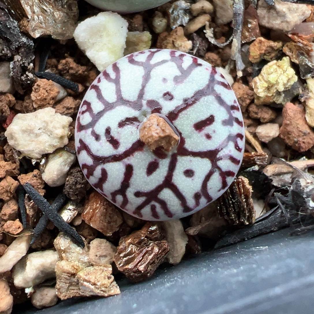 单头好看墨小锥 多肉肉锥