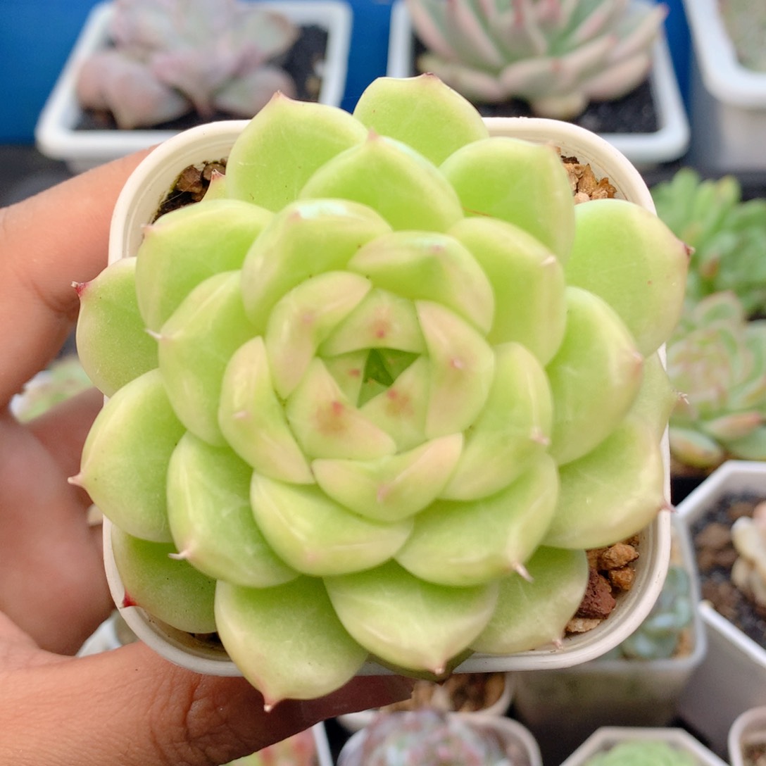 58包邮  群生不包整24