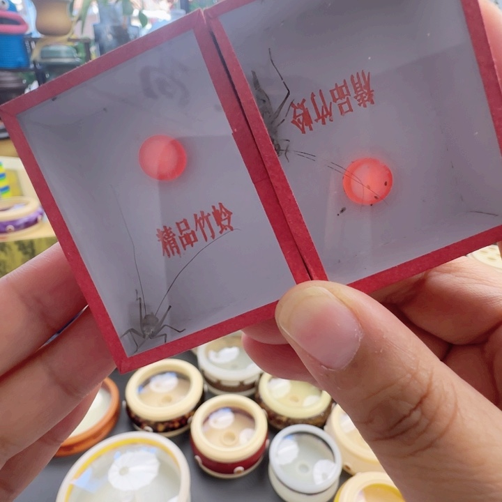 紫竹连口2只啊啊啊啊啊啊