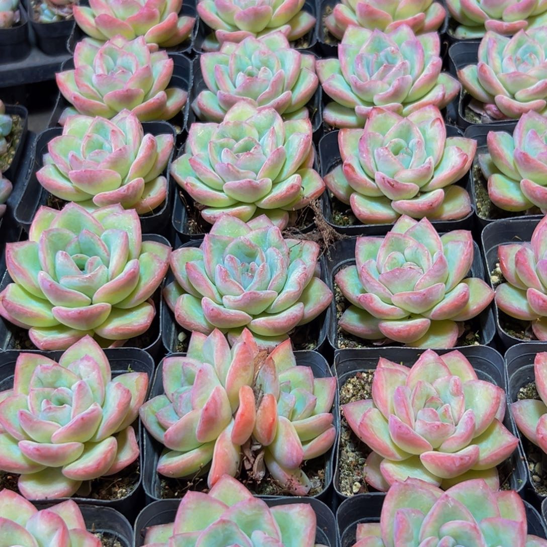 姣***姣765多肉植物的生长发育和