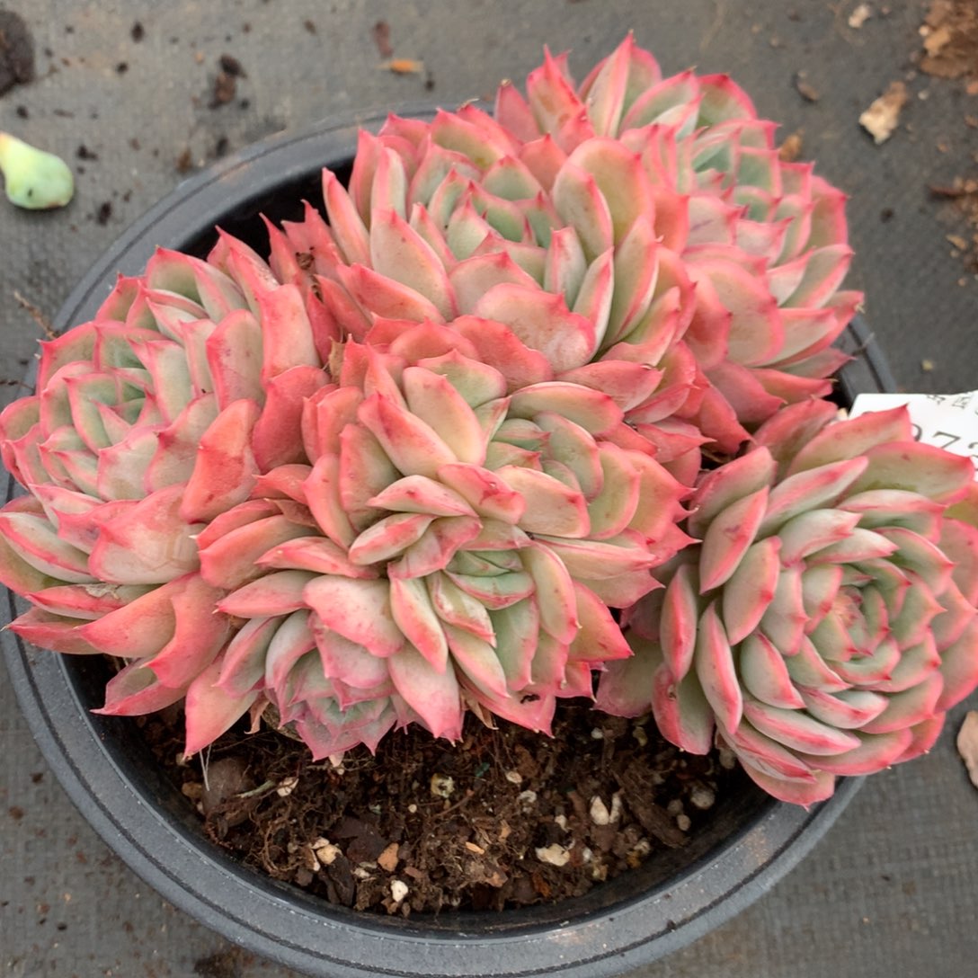 2973杂交多肉植物