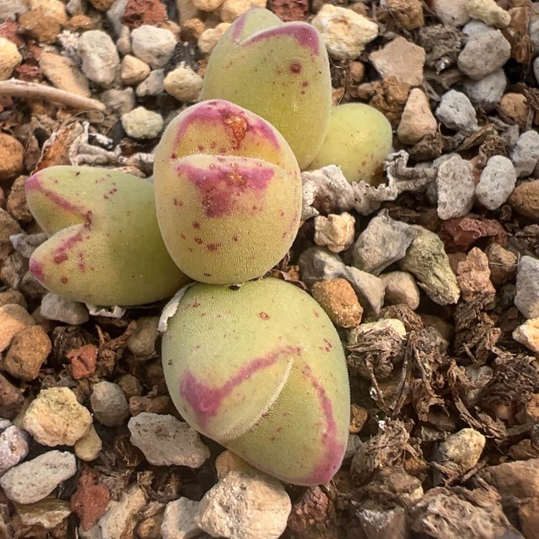 591号龙猫体猪蹄。            