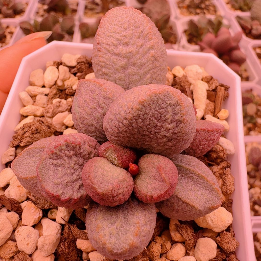 无花朵月熙水泡满58包邮包开箱