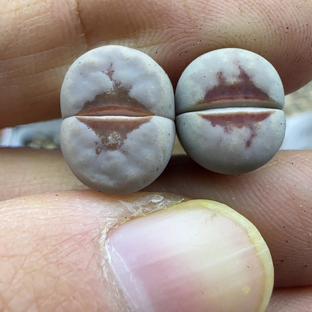 623 清框福利30包邮