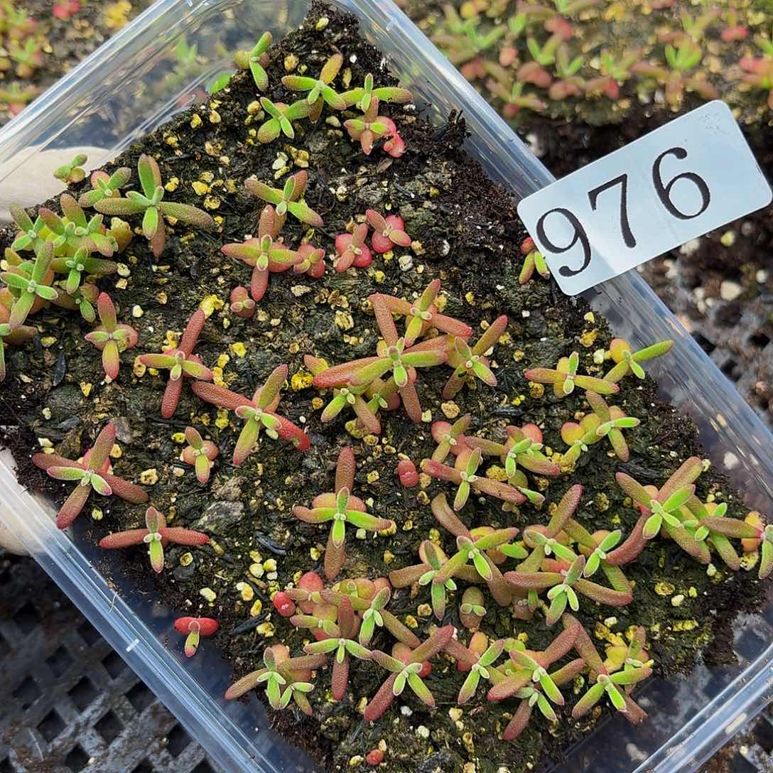 多肉植物多肉植物976