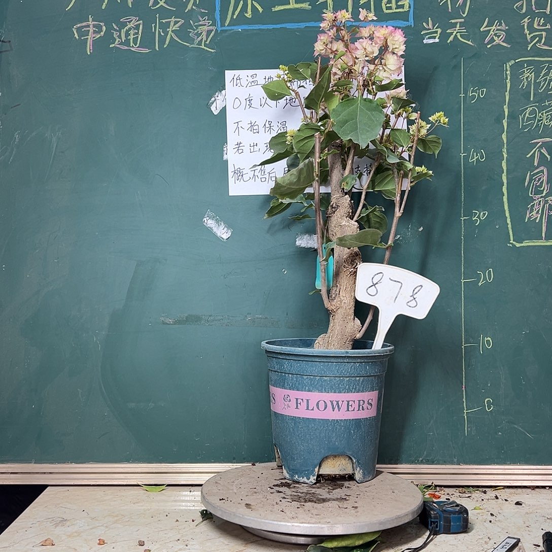 完全开放高62CM 怡锦 原生树头878