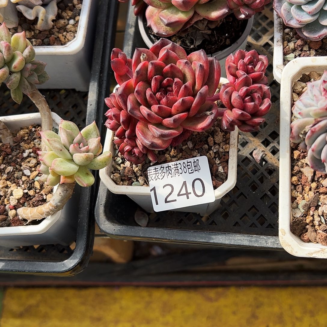 运***满无花朵多肉物一拍植物1240