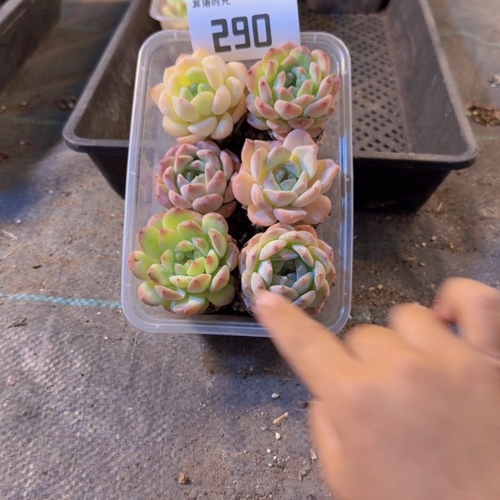 290.拼盘，多肉植物