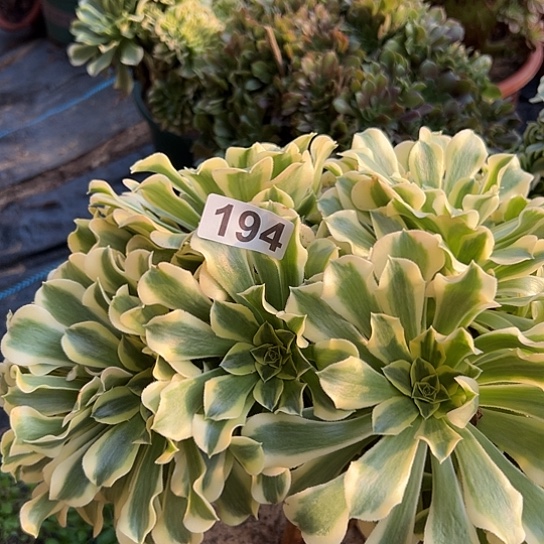 果***肉多肉植物一个绿豆沙194