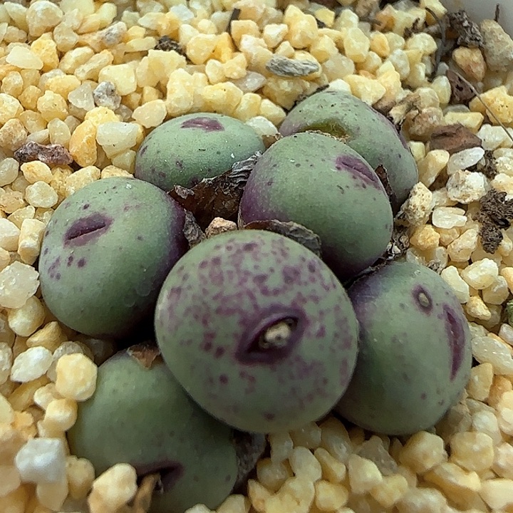 w206。    小红嘴群。  