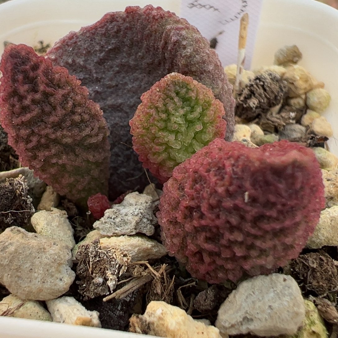 实生新品大苗多肉植物