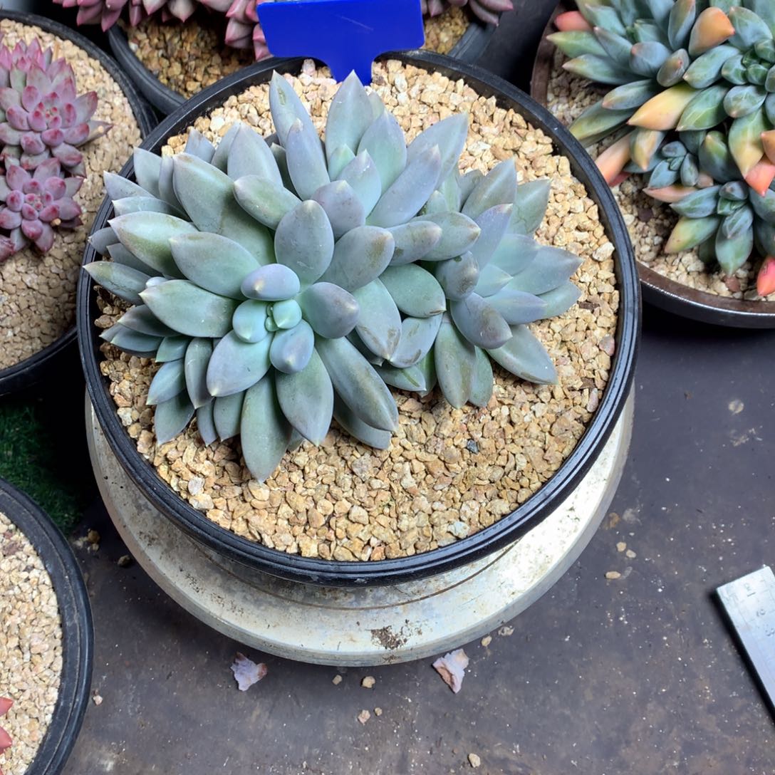 黄胖体哥特萝莉美人多肉植物