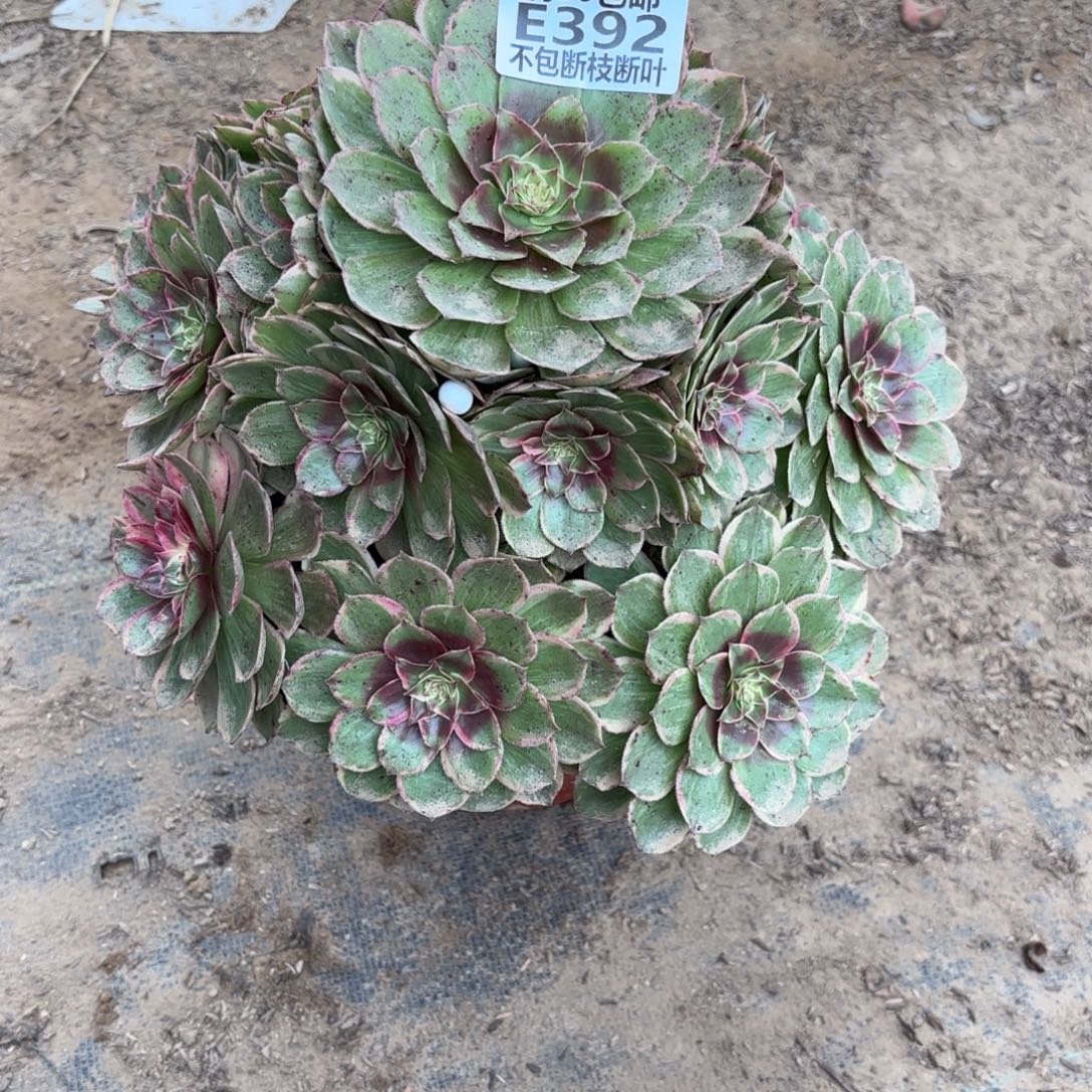 K. 392莲花座多肉。cede