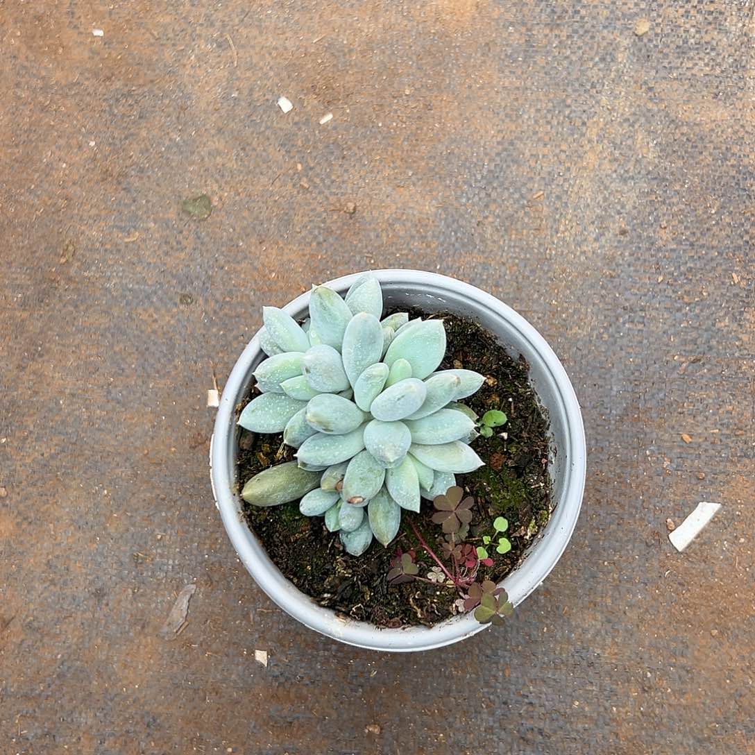 一***1多肉植物实物直播实物53