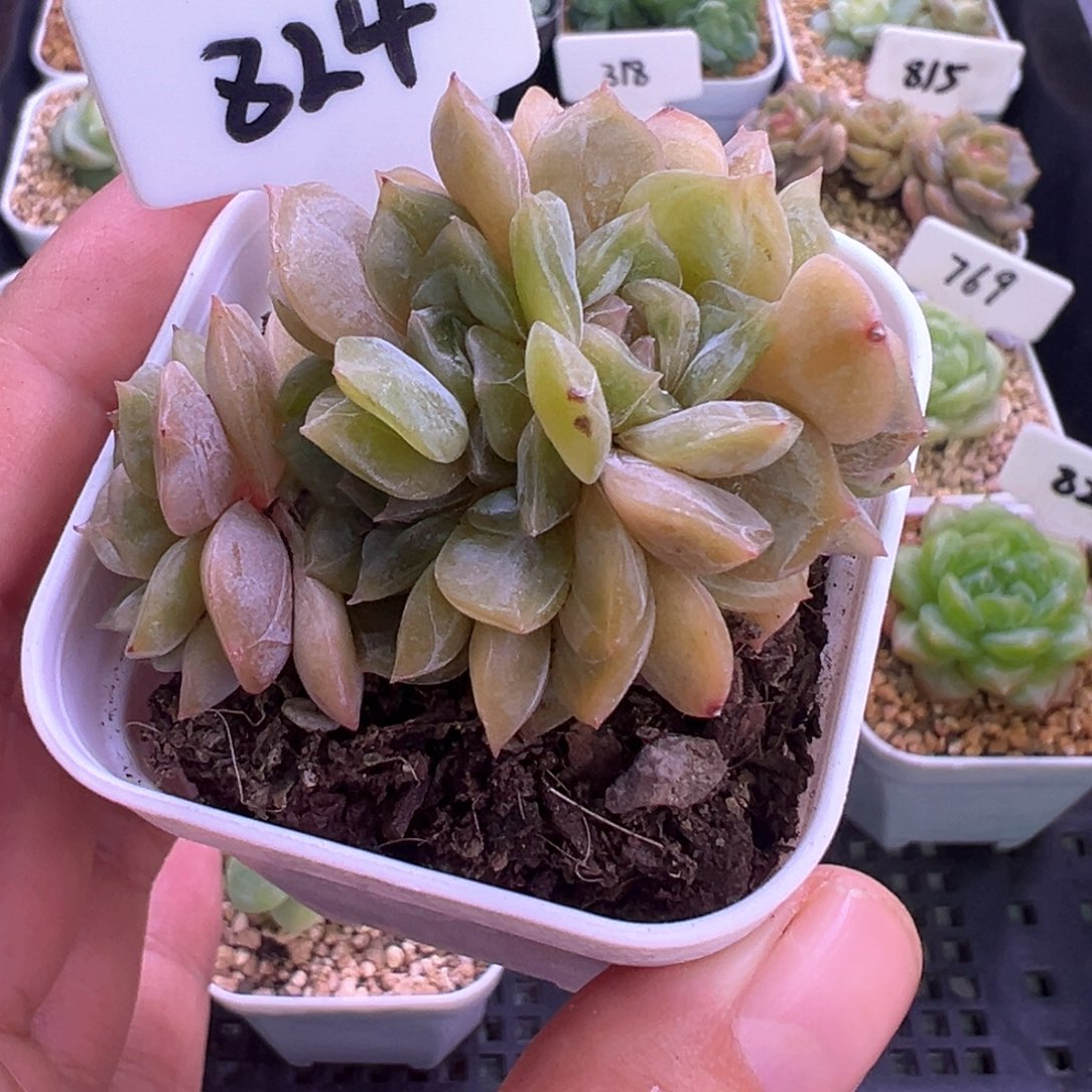 *****824号彩恋晗雨多肉植物