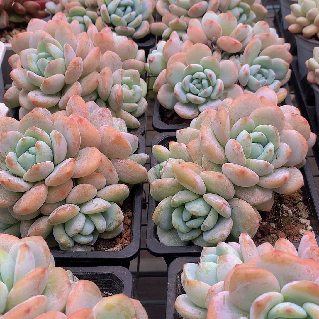 老庄冷香大群356678999990