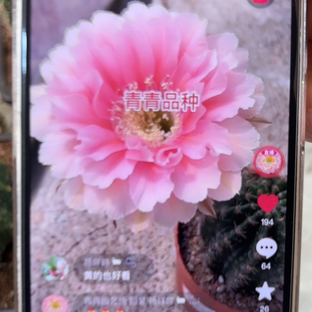 彩草青青珊瑚7.5公分左右