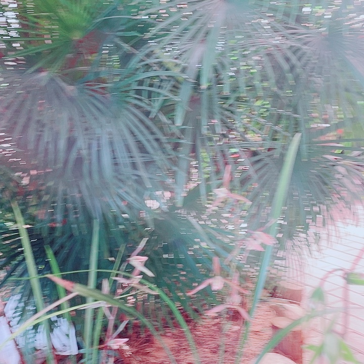 打***宇无花朵一物一漂亮开花