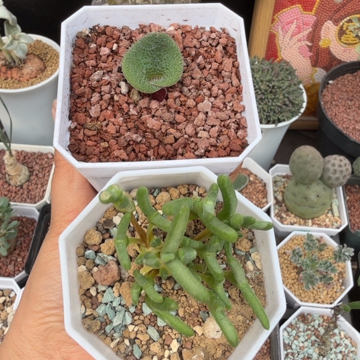 毛叶立金花+冰糕兔子仙人球