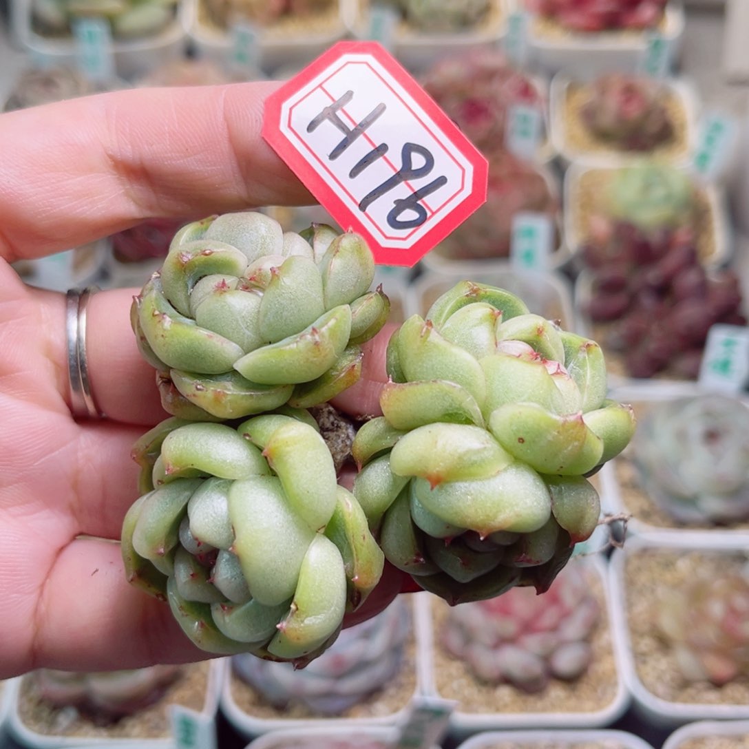 H196一物一拍 皮埃拉