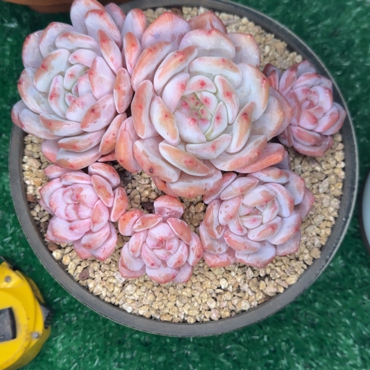 带盆一颗好看的橙梦露