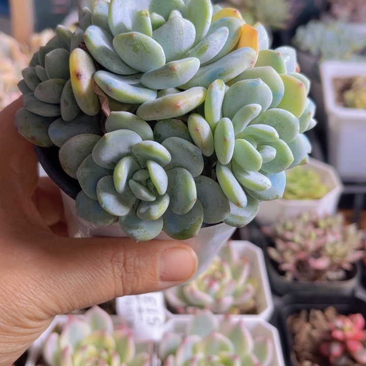 手捧冷香无砍482