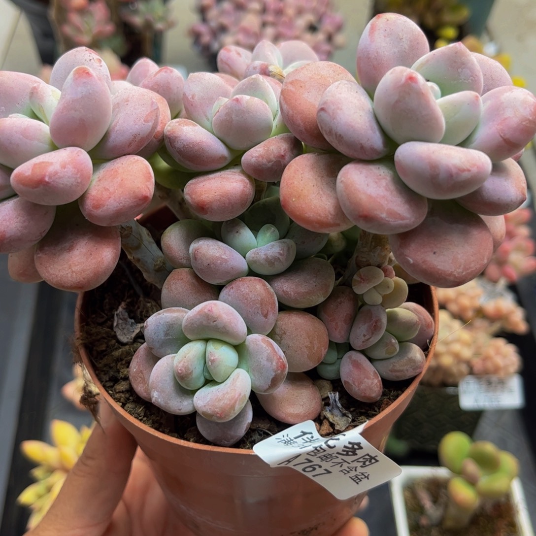 767樱花洛神10cm多肉