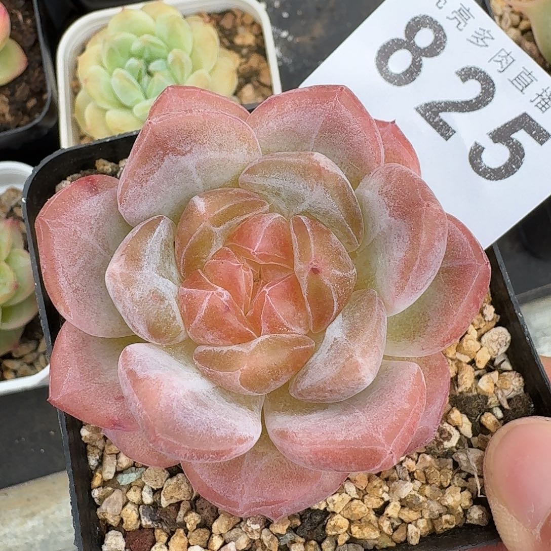 冰魄          开播福利多肉