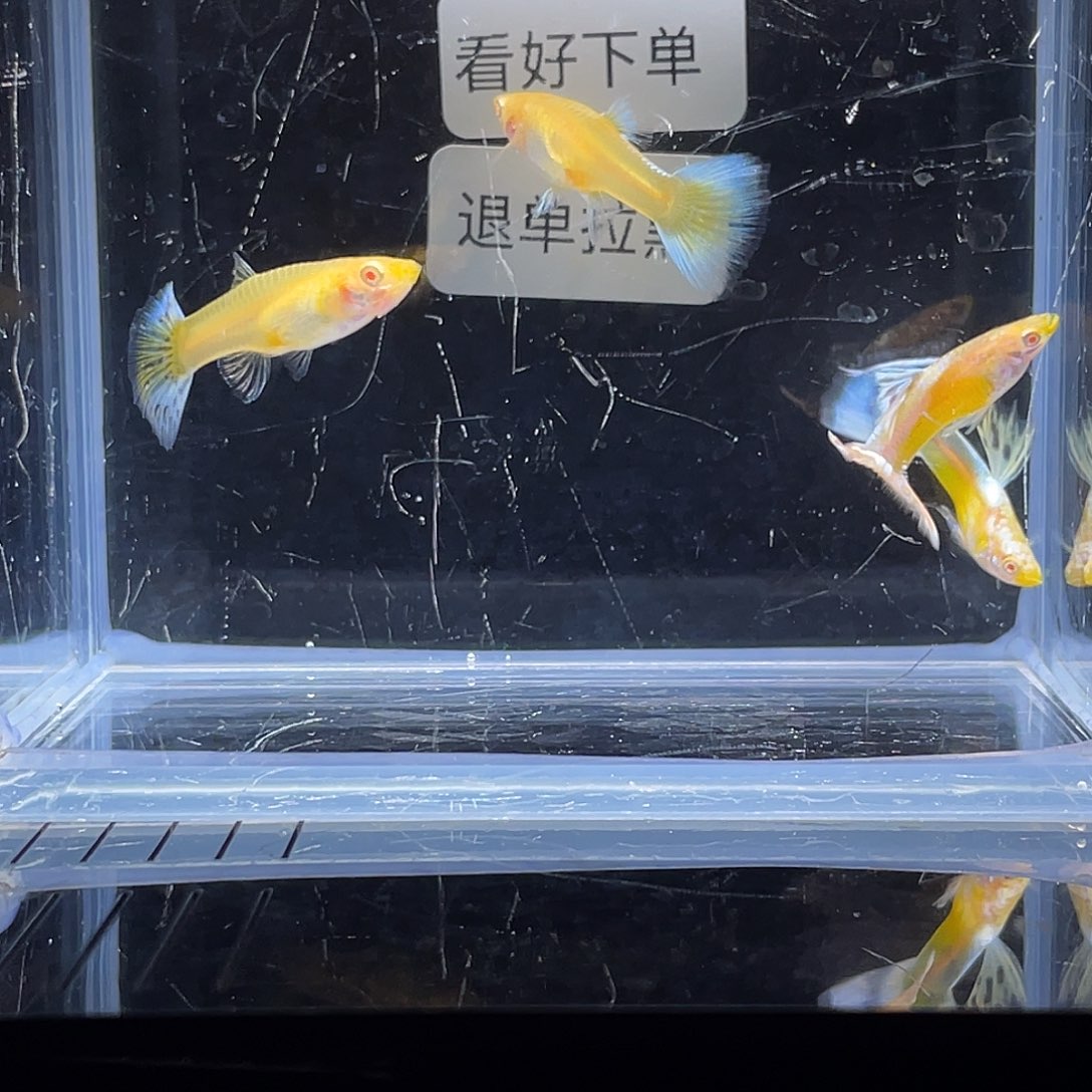 孔雀鱼马赛克白子